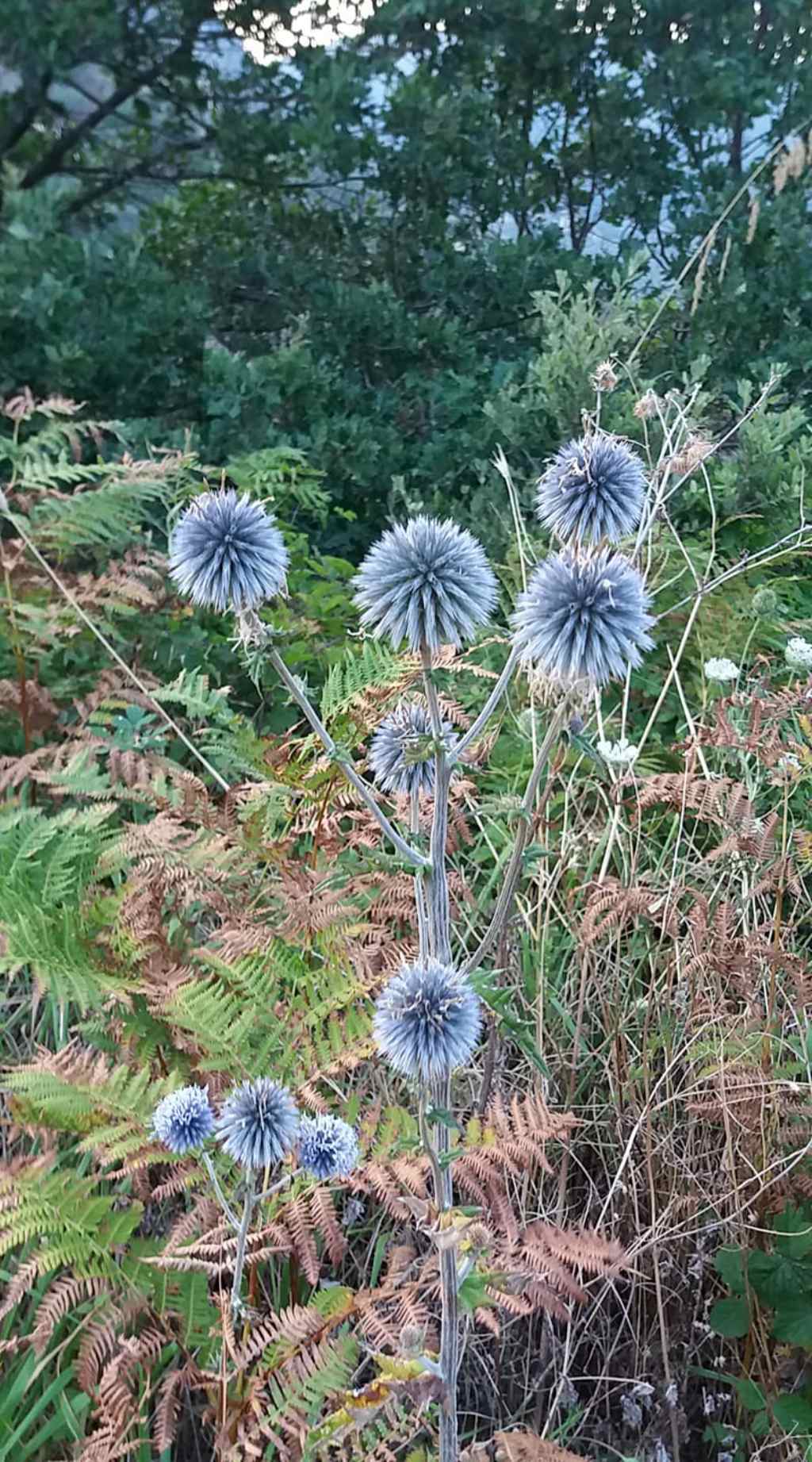 Eringium ? No, Echinops cfr. nitro